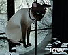 Iv•Siamese cat