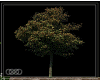  Izara tree wallppr2