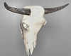 Cow Skull Long Horns
