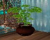 *Philodendron* URN