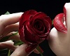 ~ks~ love roses radio