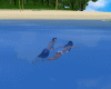 LC Swim Together