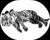 Cuddle w Tiger Animated