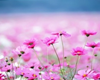 Pink Meadow flowers