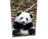 Panda,