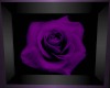 [TA] Purple Rose Picture