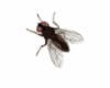 [SB]Animated Flies
