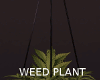 Weed hanging plant ☺