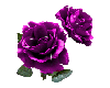 2 purple roses