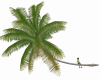 Coconut Palm trees 1