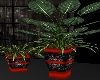 2 Deco Duo Pots & Plants