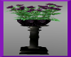 Purple Black Rose Plant