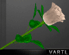 VT | Luthor Rose Chest