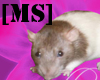 [MS]Bella My Rat