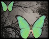 +Tea Time Butterflies v1