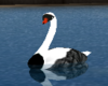 Freedom/C Swans