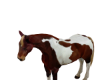 Horse [Animated]
