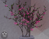 ♕ Sakura tree