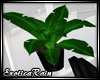 (E)NovaCole:Plant