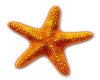 *AE* Starfish sticker