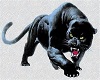 Stalking Panther