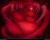 beautyfull red rose