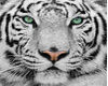 White Tiger Framed pic
