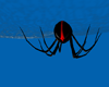~R Giant Redback w Web