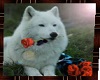 wolf with rose pic