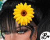 Sunflower Beach Bundle
