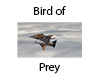 Bird of Prey Airship