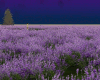 Lavender Field Room