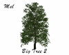 Big Tree 2