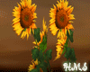 H! Spring Sunflowers
