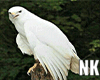 NK-White Eagle F