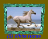 (S) White Horse