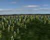 Flower Field DRV