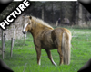 Horse Nature Picture