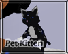 [bswf] blu & black kitty