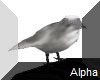 AO~Animated head bird