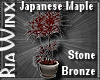 Wx:Japanese Maple StnBrz