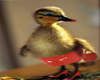 (ES) Ducky