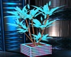 Teal / Blue Plant