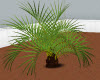 T~Large Palm Plant
