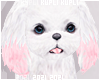 $K Cute Kawaii Puppy