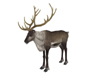 Reindeer A