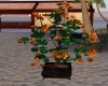 Orange jungle Rose