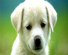 Cute Sad Puppy Picture