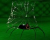 [bdtt]Large Spider Web 1