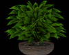 VM| Potted Plant